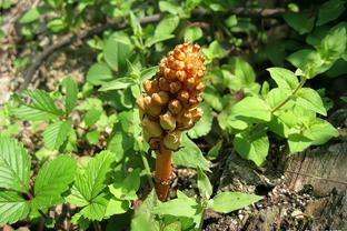 芒種將至,搶抓時節(jié)種天麻