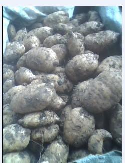 天麻種子 ,宜昌市夷陵區望氏天麻種植專業合作社