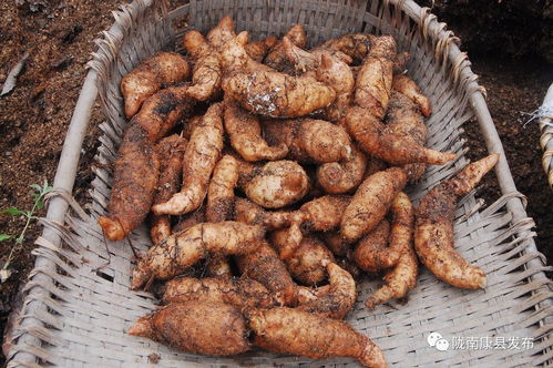 國際在線 記者眼中的康縣 金蛋蛋 是