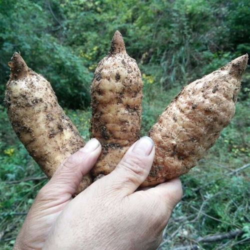 鮮天麻野生天麻新鮮天麻生天麻冬麻濕天麻500克正宗天麻野鮮天麻