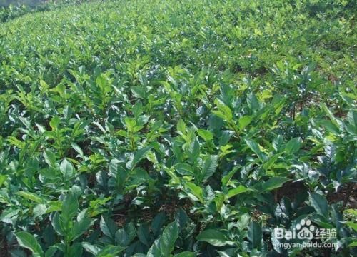 天麻的種植方法