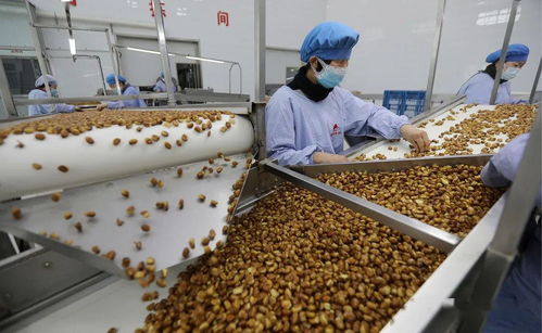 饒陽縣 扶貧車間生產(chǎn)忙